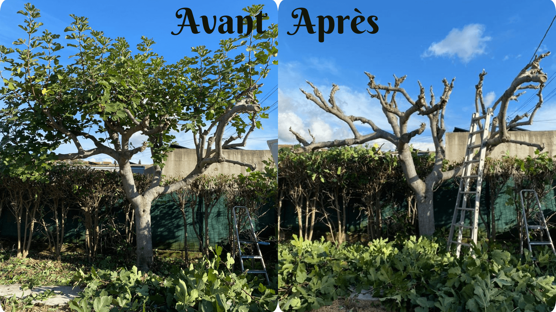 img avant après